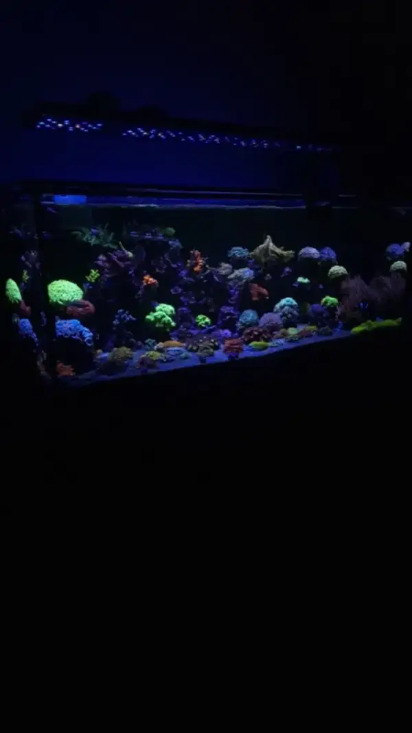 Aquarium by @lucaslima_reef