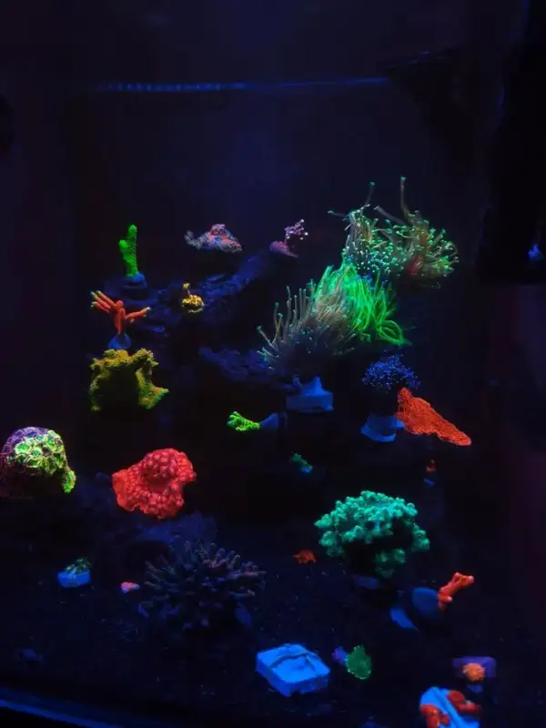 Aquarium by @major_reef