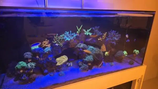 Aquarium by @reef.307