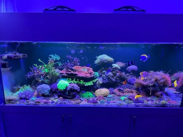 Aquarium by @reef_luiz