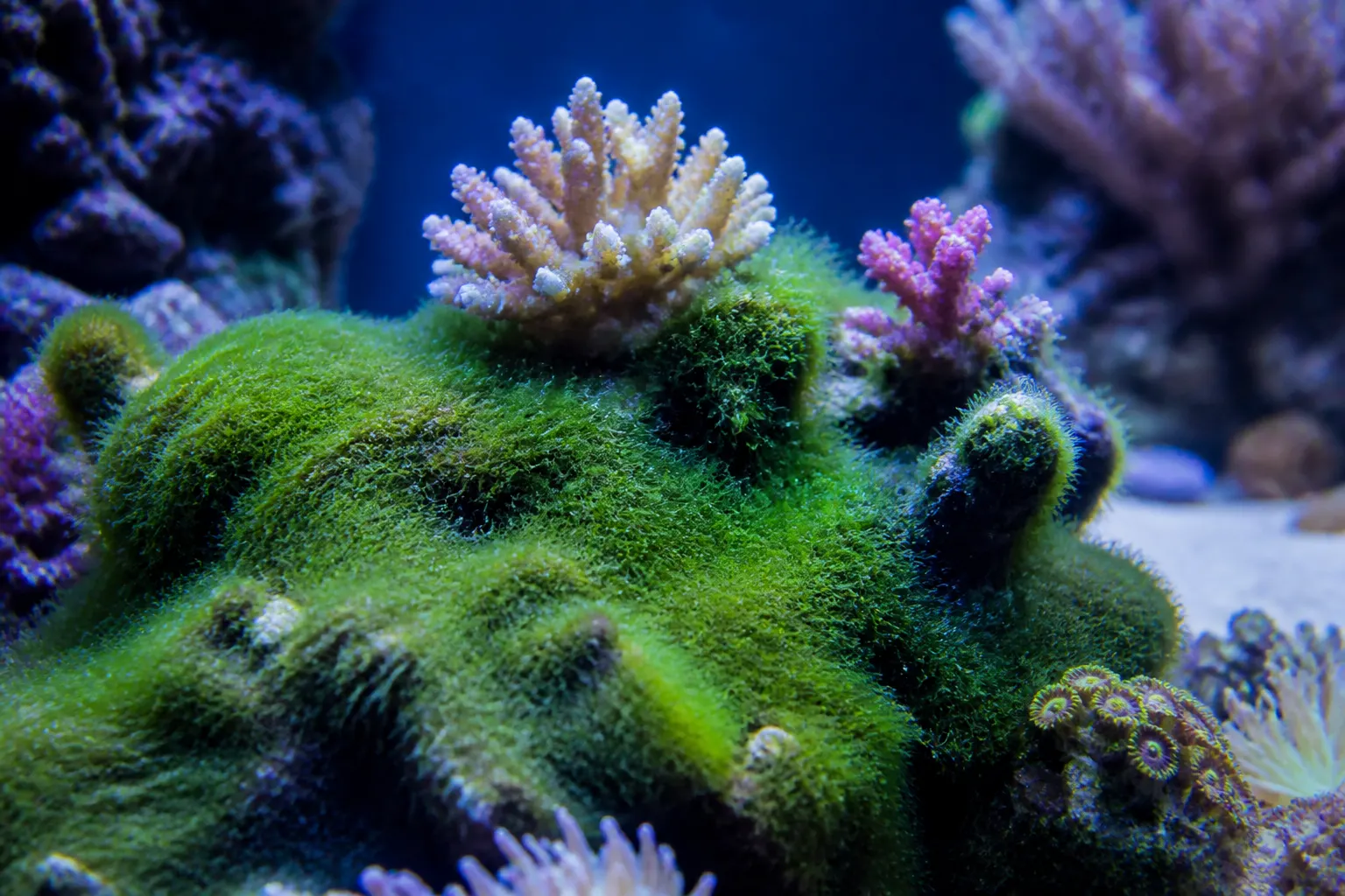 Alga cabelo verde cobrindo rocha viva em aquário marinho reef com apoio do ReefFlow