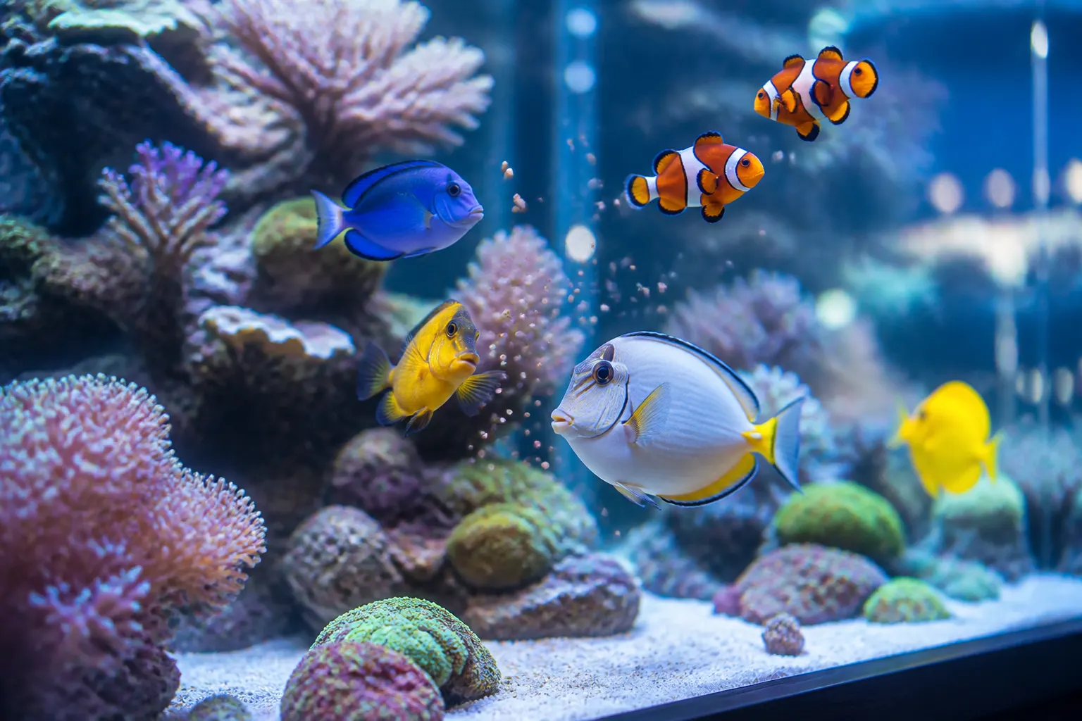 Peixes marinhos coloridos sendo alimentados em um reef tank com corais SPS e LPS ao fundo com apoio do ReefFlow