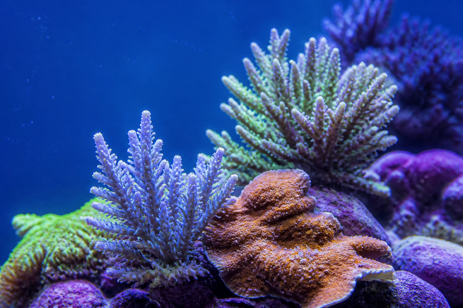 Corais SPS em reef tank com parâmetros de cálcio equilibrados com apoio do ReefFlow