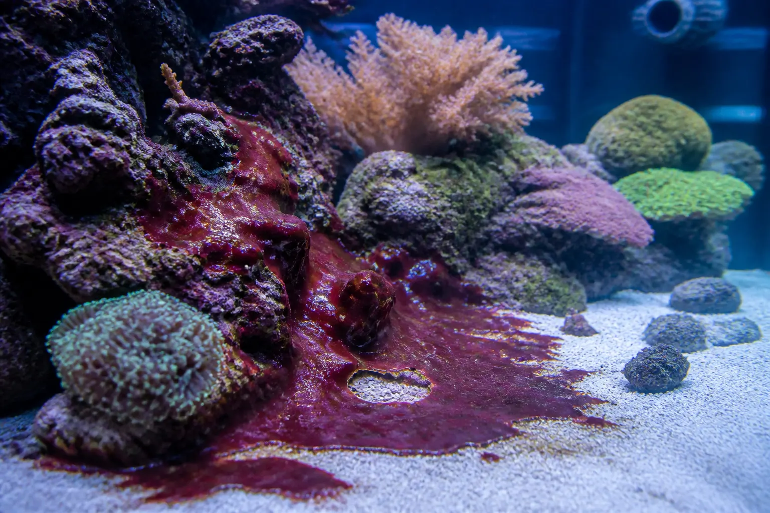 Tapete de cianobactéria vermelho-arroxeado cobrindo rochas vivas e substrato em aquário marinho reef, com corais ao fundo sob iluminação azul de LED com apoio do ReefFlow