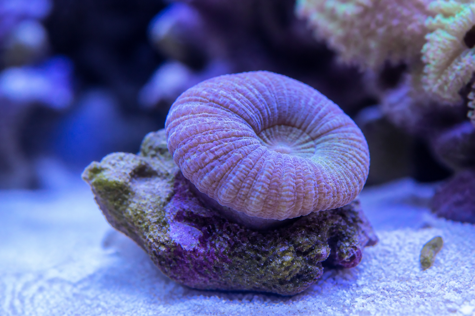 Coral LPS fechado em aquário marinho com iluminação LED azul e violeta com apoio do ReefFlow