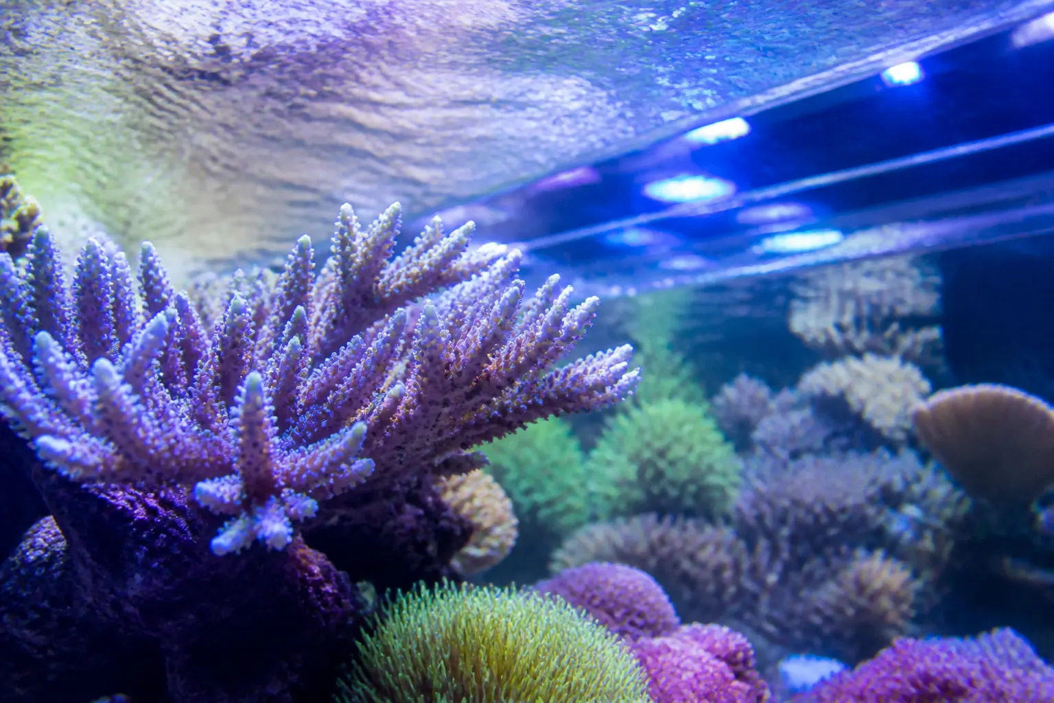 Colônia de coral SPS com pólipos totalmente abertos em reef tank bem iluminado e com fluxo adequado com apoio do ReefFlow