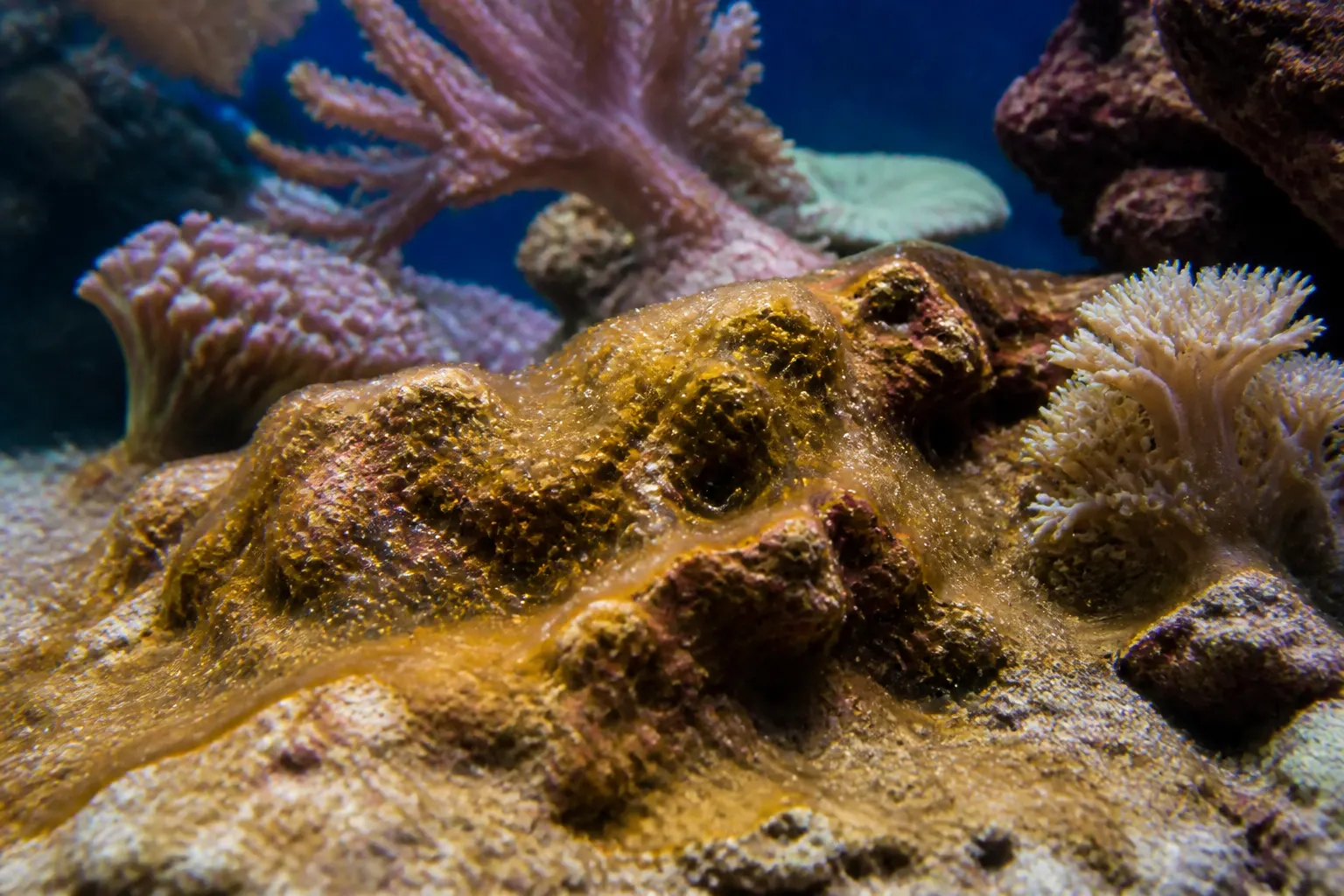 Camada de dinoflagelados cobrindo rochas vivas em um aquário marinho reef com apoio do ReefFlow